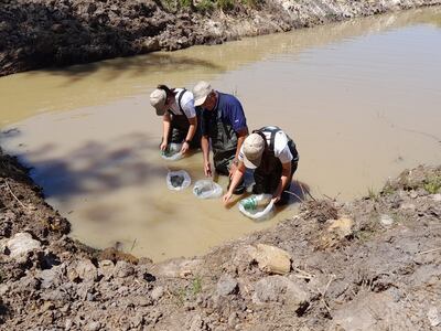 Siembra de alevines en Ayolas