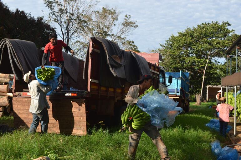 La producción de banana es otro de los rubros de renta del distrito de Guayaybí.