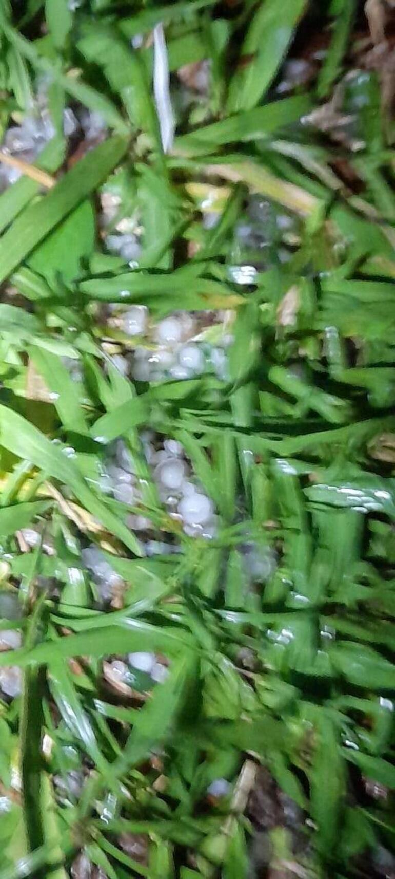 La caída de granizo no afectó los cultivos porque fueron de tamaño pequeño.