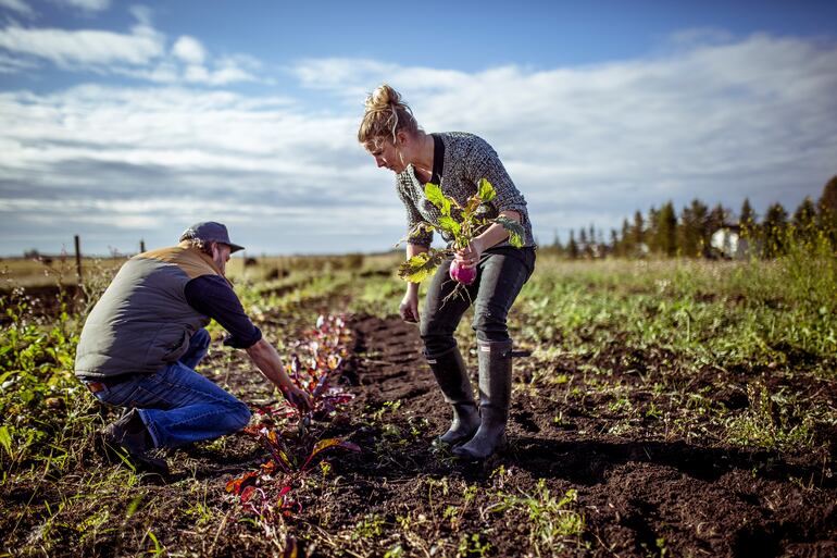 Kelsey Johnson, dueño del Café Linnea, en Edmonton, cultiva hierbas frescas y verduras para su cocina.