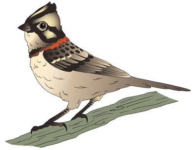 El chingolo (4) (adaptación)