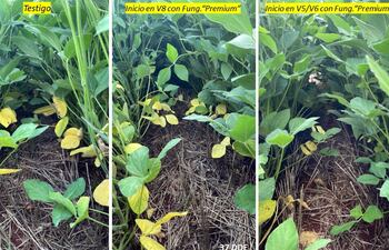 En la foto de la izquierda se ve el testigo sin aplicación para control de enfermedades, en la del medio, una semana después y en la de la derecha, el momento correcto.