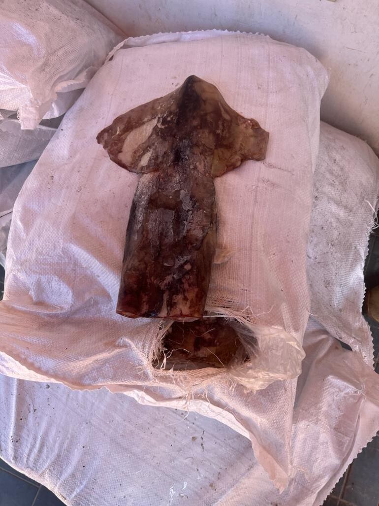 Frutos de mar incautados por ingresar de contrabando y vencidos