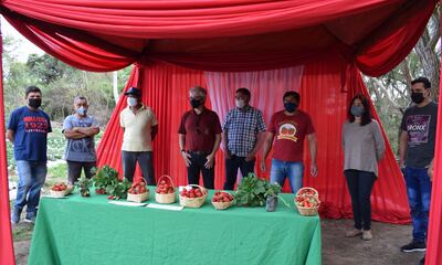 Acto de presentación de la primera cosecha de frutilla de las variedades Dóver, Sweet Charlie y Sabrina, que fueron cultivadas en 50 hectáreas.