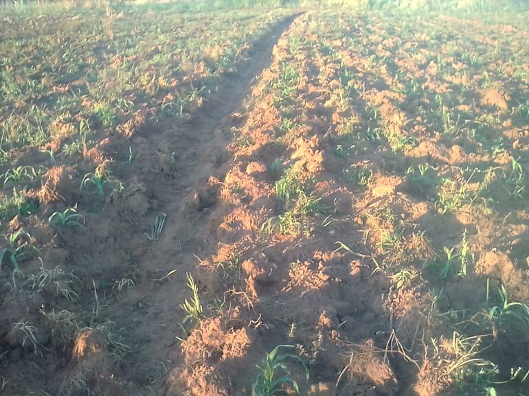 Algunos de los cultivos dañados en Misiones.