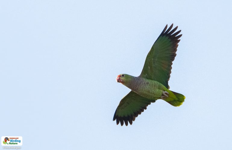 Parakáu keréu (Amazona vinacea), fotografía gentileza de Oscar Rodríguez (Paraguay Birding & Nature)