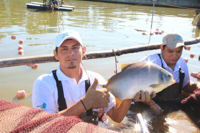 El resultado de la investigación permitirá la reproducción artificial de alevines de pacú en nuestro país.