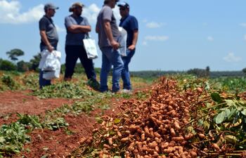 Se estima que actualmente habría unas 3.500 hectáreas de plantíos de maní en la región Oriental. Su cultivo se realiza en la misma época de la soja.