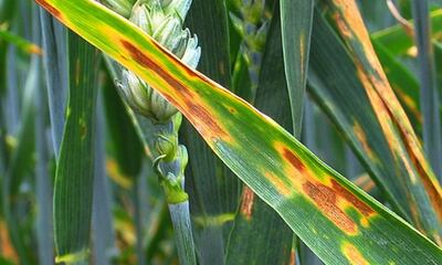 La mancha amarilla puede llegar a producir mermas de rendimiento hasta 50% en variedades susceptibles.