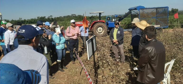 Jornada de campo sobre algodón realizada este martes en Caazapá, donde se realizó la demostración de una cosechadora especial para pequeñas fincas, desarrollada por ingenieros del Brasil.