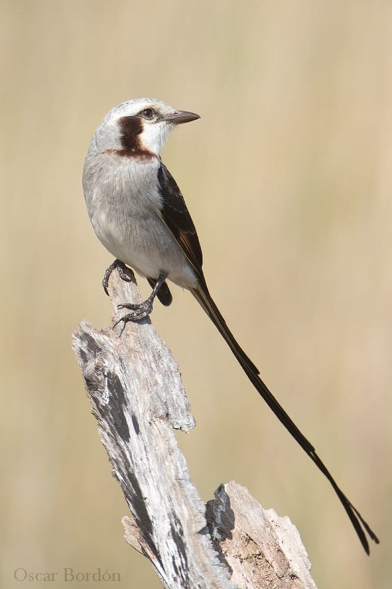 Jiperu (Gubernetes yetapa), fotografía gentileza de Oscar Bordon, Naturaleza de Paraguay en fotografía.