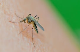 Un ejemplar de mosquito Aedes vexans.