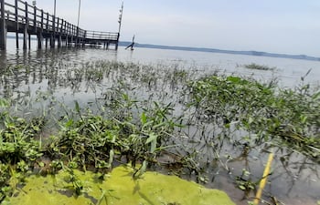 Florecimiento de cianobacterias en las orillas del algo San Bernardino
