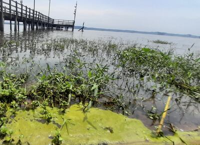 Florecimiento de cianobacterias en las orillas del algo San Bernardino