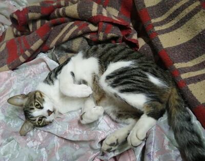 Goliat, mascota perdida