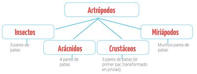 CLASES DE ARTRÓPODOS