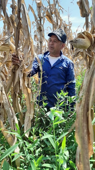El pequeño productor, Trifón Ruiz Díaz, en su cultivo de maíz, que logró un rendimiento de 7 toneladas por hectárea.