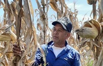 El pequeño productor, Trifón Ruiz Díaz, en su cultivo de maíz, que logró un rendimiento de 7 toneladas por hectárea.