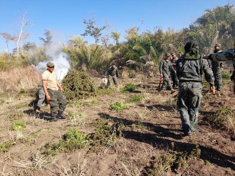 Los intervinientes proceden a la quema de las plantaciones de marihuana.