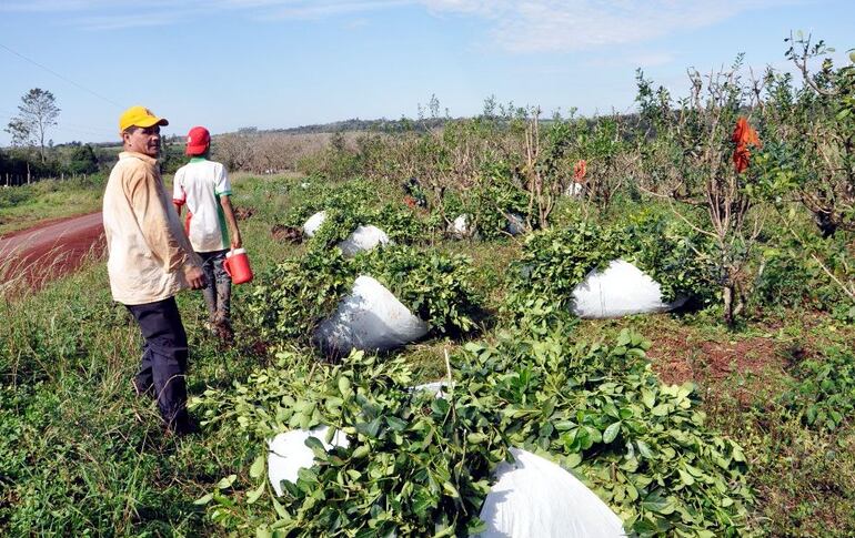 Foto de archivo de cosecha de yerba mate (tarefa) en el nordeste de Itapúa. Los productores reclaman por al menos G. 2.000 por kilo. Actualmente se está pagando entre G. 900 y 1.000, señalaron.