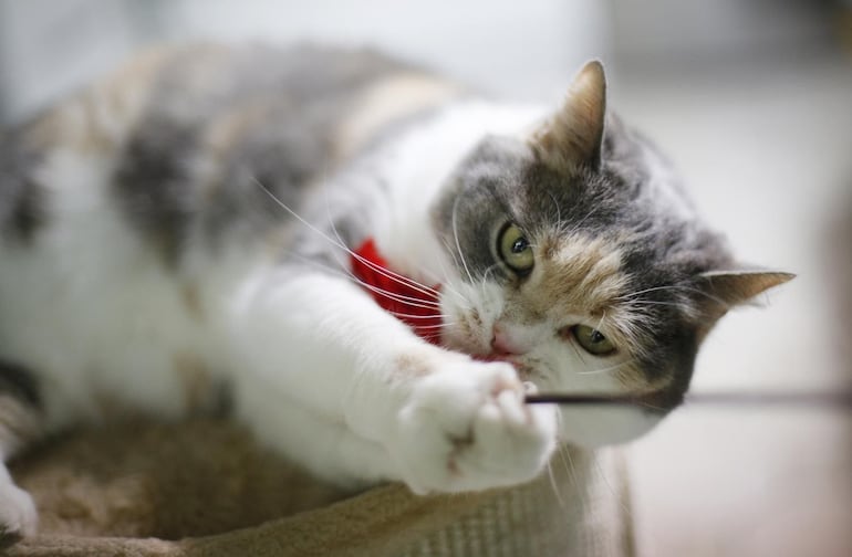 Ración doble para festejar el Día Internacional del Gato