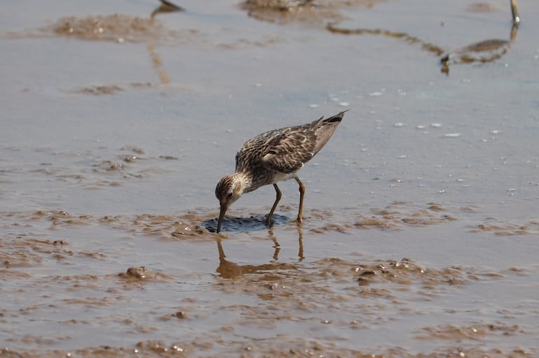 Una de las especies de aves migratorias que suelen descender en las lagunas saladas del Chaco Central, gentileza Guyra Paraguay.