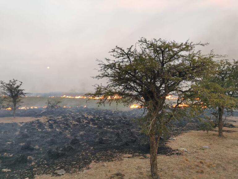Extensas áreas de pastizales quedaron en cenizas (Gentileza).