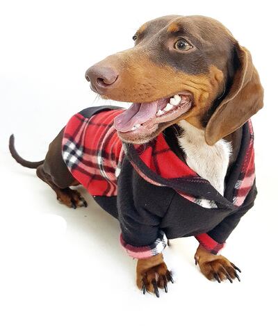 Para nuestras amadas mascotas