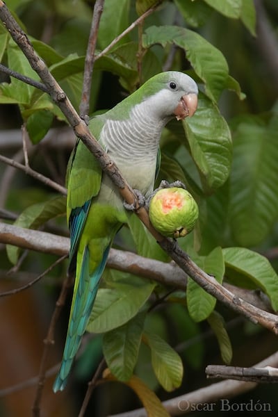 Tu’ĩ karanda’y (Myiopsitta monachus ssp. cotorra), fotografía gentileza de Oscar Bordon, Naturaleza de Paraguay en fotografía.