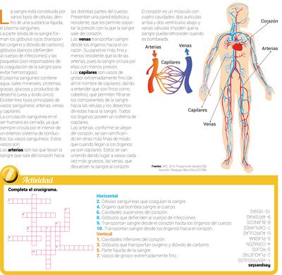 Aparato circulatorio humano