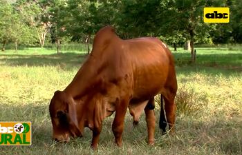 ABC Rural: Genesur importará semen de Brahman Red y Gris de Colombia