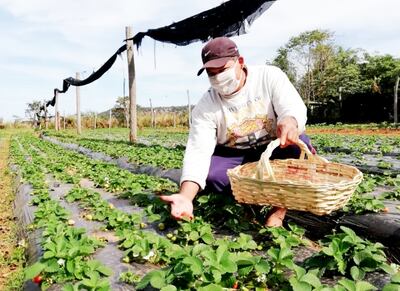 Luis Cabañas muestra su producción de frutilla.