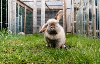 También los conejos domésticos ocultan los síntomas de sus enfermedades, al igual que los salvajes. Foto: Markus Scholz/dpa