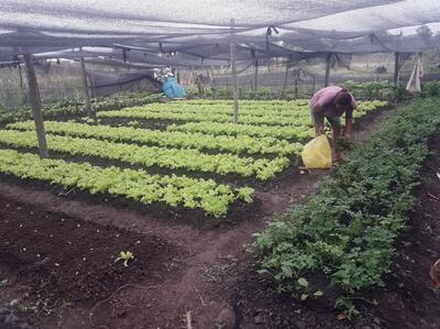 Mercedes Denis verifica los cultivos de la huerta familiar creada en un pedazo de su propiedad en Fuerte Olimpo.