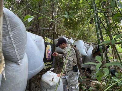 Proceso de secado de marihuana (Colonia Umbú, Amambay)