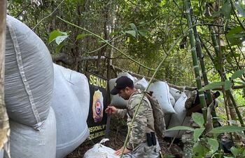 Proceso de secado de marihuana (Colonia Umbú, Amambay)