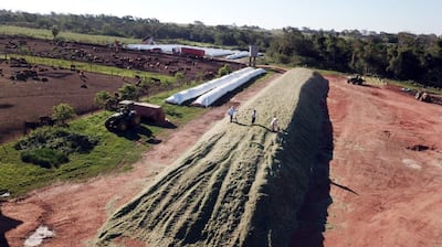 Imponente la cantidad de sorgo picado obtenido para asegurar el alimento de los animales.