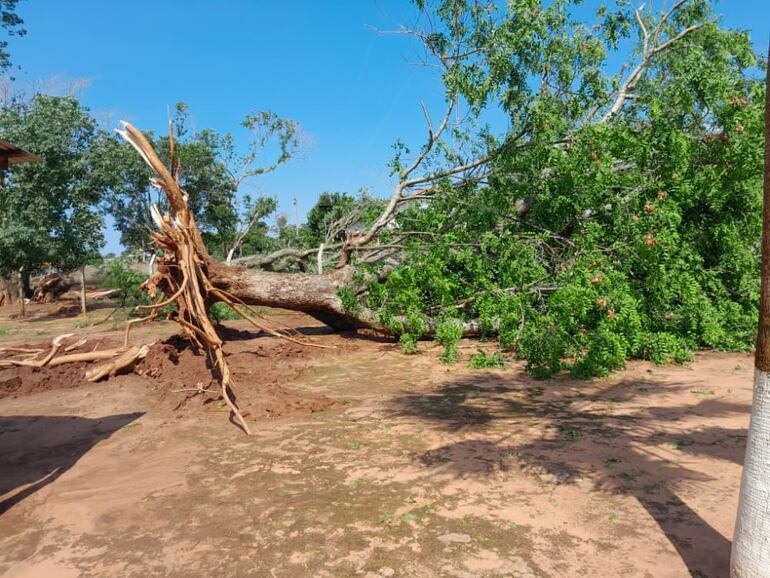Árbol caído en el distrito de San Alfredo.