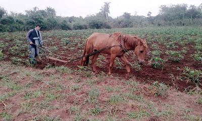 Un productor de Santaní con un elemento de trabajo conocido como carancho tracción a caballo limpia una parcela de mandioca.