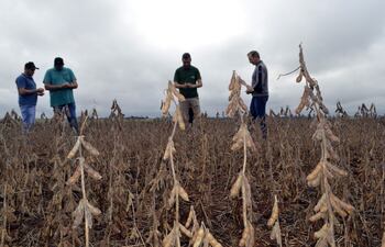 Arno Sommerfeld de Santa Rita (der.) en su parcela tratada con homeopáticos.
