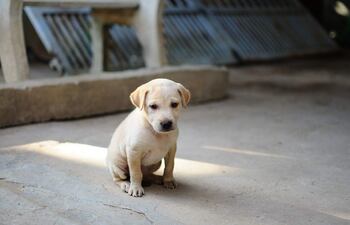 El parvovirosis canina es una enfermedad producida por un virus que afecta especialmente a los cachorros, aunque también puede afectar a perros mayores de un año que se encuentran imunodeprimidos.