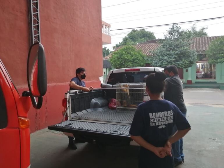 El oso melero rescatado de la compañía Tajy Loma Carapeguá, fue entregado a responsables de la Reserva Natural Yacyretá