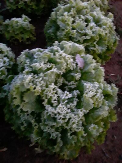 Algunos de los cultivos dañados en Misiones.