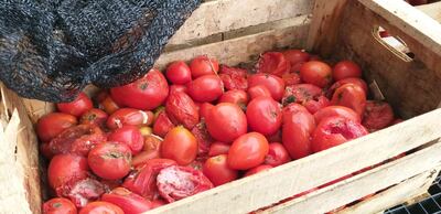 Productores de Central claman por censo para que el Ministerio de Agricultura sepa que existen