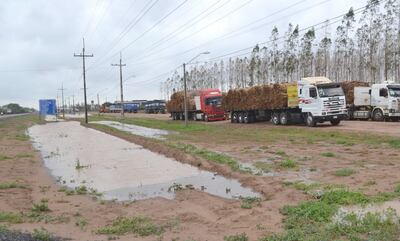 Camiones con caña dulce para animales vacunos fueron sorprendidos por la lluvia registrada ayer en la zona de Filadelfia.