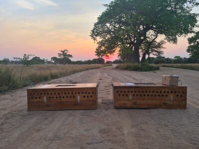 Las palomas en las cajas, antes de ser liberadas.