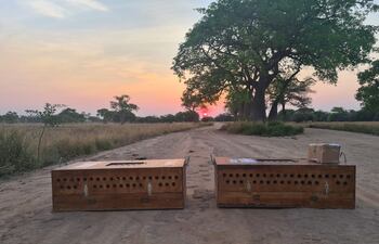 Las palomas en las cajas, antes de ser liberadas.