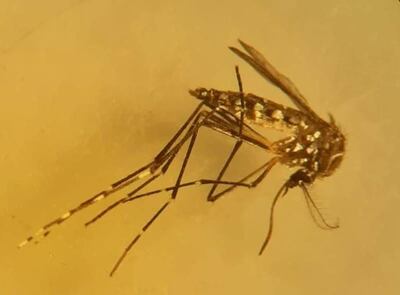 La invasión de mosquitos registrada en los últimos días no representa peligro para la salud pública, porque no transmiten enfermedades, según el director de Senepa.