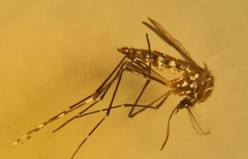 La invasión de mosquitos registrada en los últimos días no representa peligro para la salud pública, porque no transmiten enfermedades, según el director de Senepa.