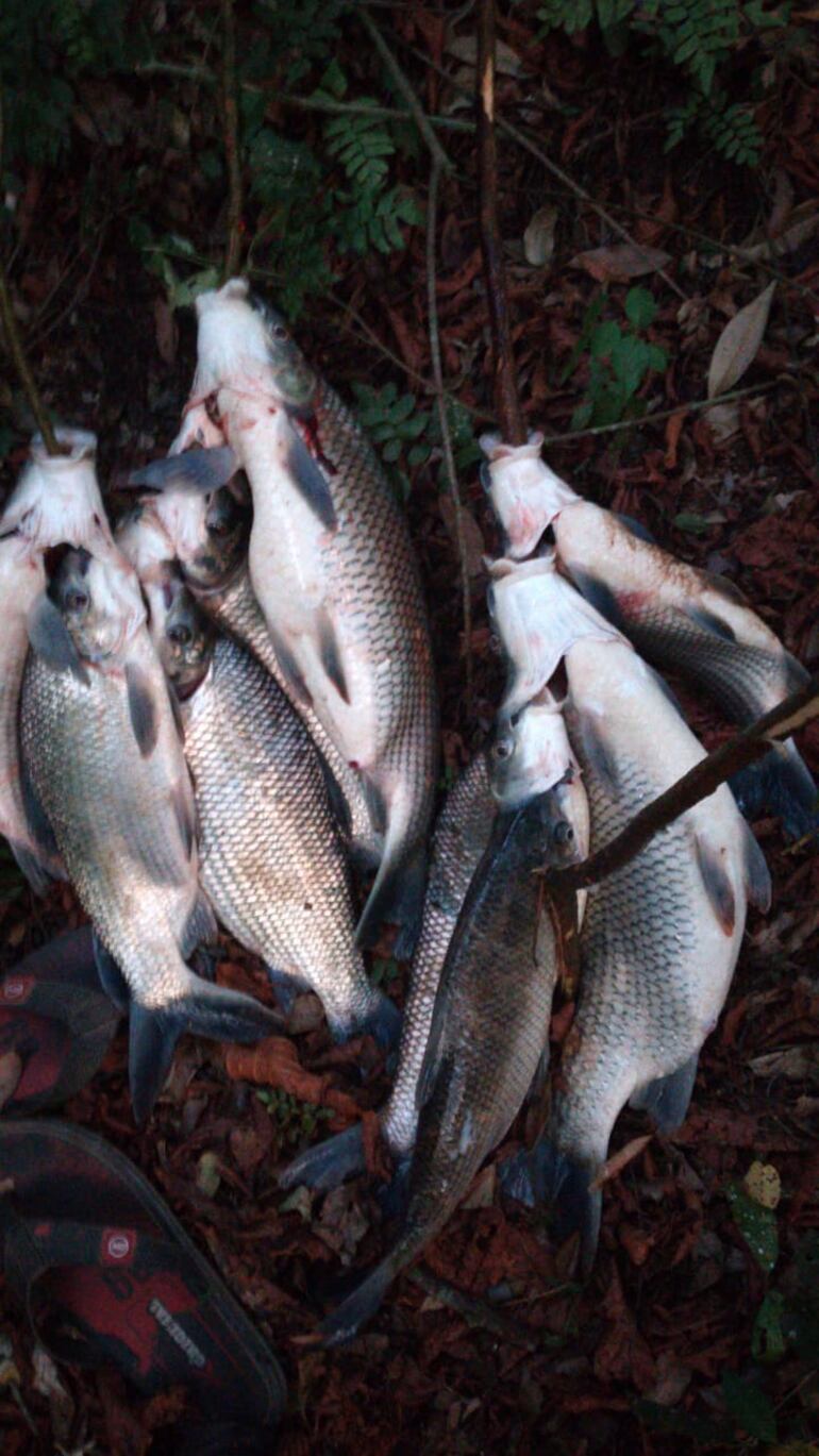 Algunos de los peces muertos que aparecieron en aguas del río Tebicuarymí.